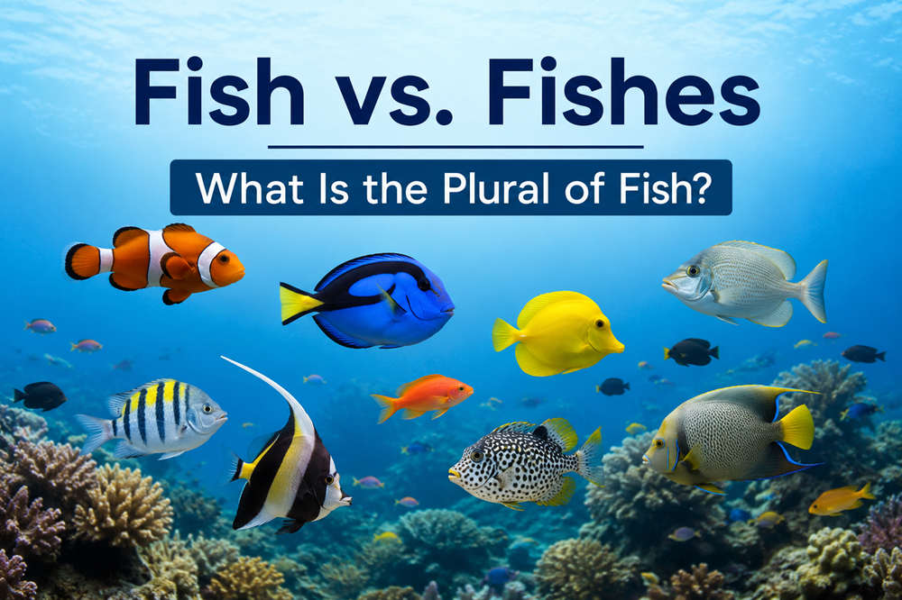 Fish plural form